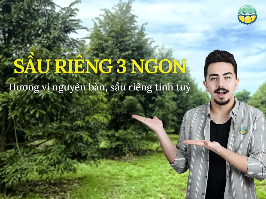 Sầu Riêng 3 Ngon - vườn & chiến lược xuất khẩu