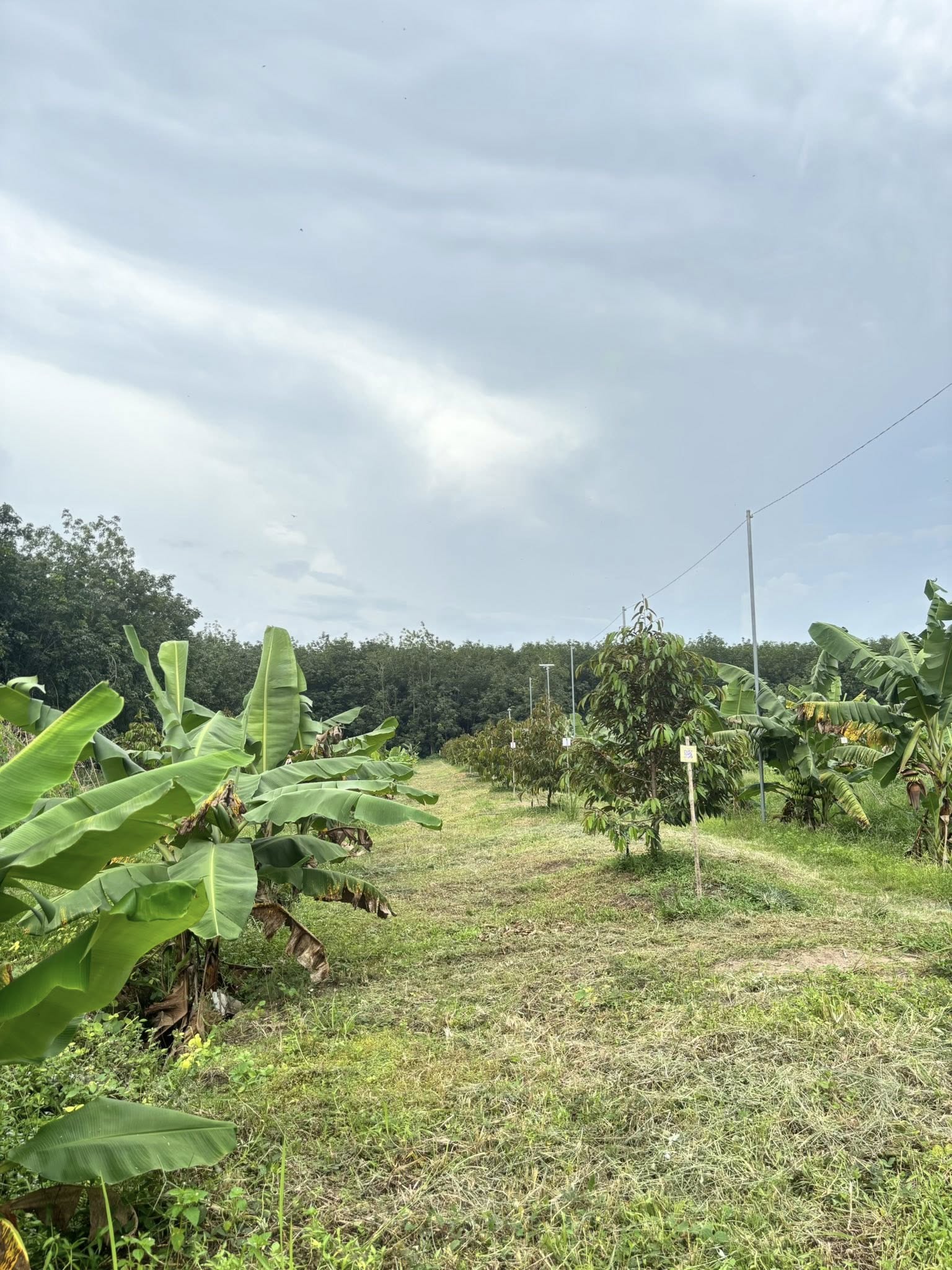 Vườn sầu riêng chuyển đổi số