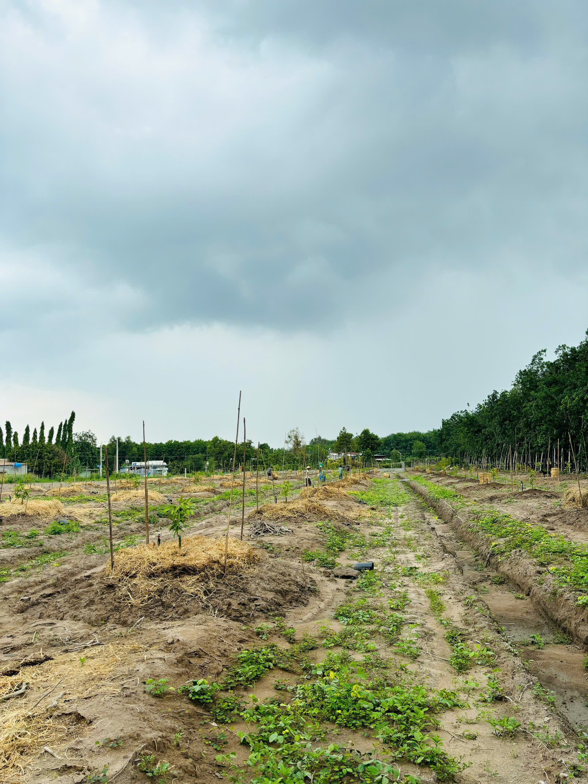 Hình ảnh vườn thực tế - 05/03/2026