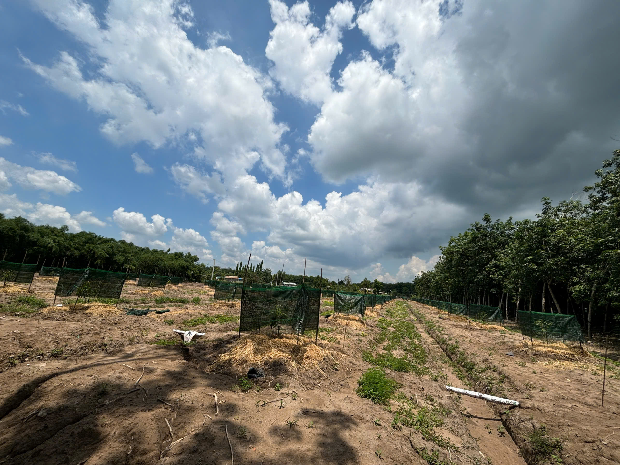 Hình ảnh vườn thực tế - 05/03/2026